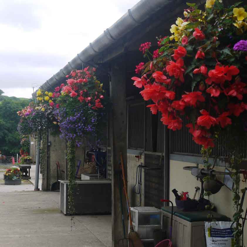 Higher Mainstone Livery Services